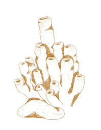 best fish tacos in Cabo San Lucas