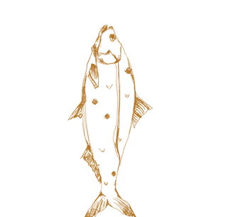 best fish tacos in Cabo San Lucas